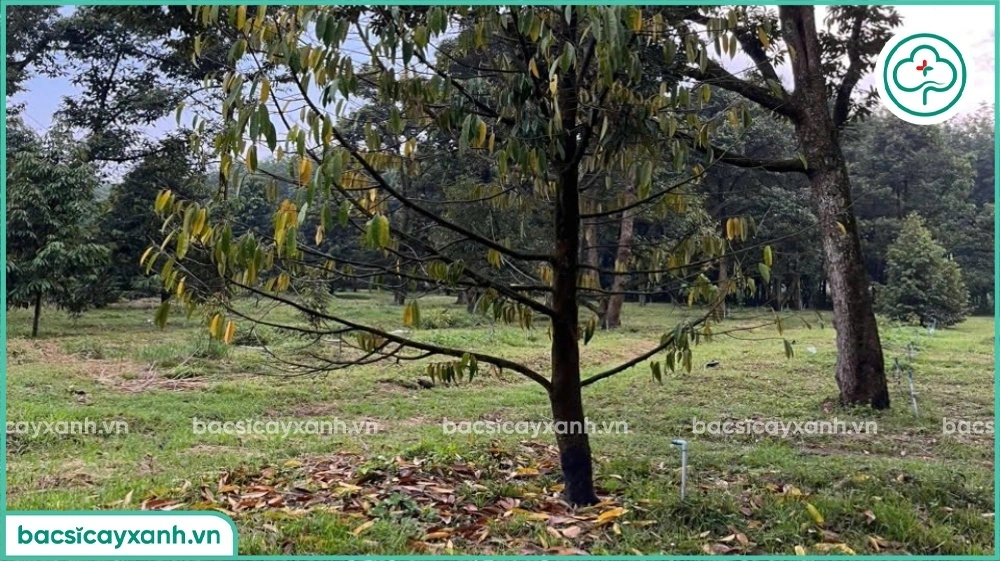 điều kiện phát triển bệnh vàng lá thối rễ